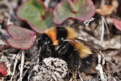 Bombus natvigi by no rights reserved, uploaded by steve b. Used under a CC0 license.