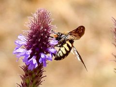 Brachymelecta interrupta by (c) CK2AZ, some rights reserved (CC BY), uploaded by CK2AZ. Used under a CC-BY license.