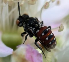 Holcopasites calliopsidis by (c) James Kindt, some rights reserved (CC BY), uploaded by James Kindt. Used under a CC-BY license.