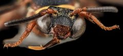 Epeolus bifasciatus by no rights reserved, uploaded by USGS Bee Inventory and Monitoring Lab. Used under a CC0 license.