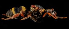 Epeolus bifasciatus by no rights reserved, uploaded by USGS Bee Inventory and Monitoring Lab. Used under a CC0 license.