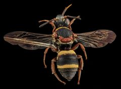 Epeolus bifasciatus by no rights reserved, uploaded by USGS Bee Inventory and Monitoring Lab. Used under a CC0 license.