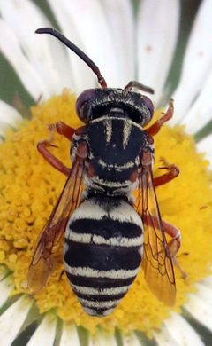 Epeolus pusillus by (c) Catherine C. Galley, some rights reserved (CC BY), uploaded by Catherine C. Galley. Used under a CC-BY license.