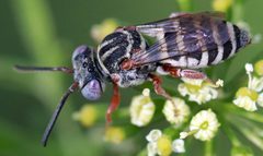 Epeolus pusillus by (c) Catherine C. Galley, some rights reserved (CC BY), uploaded by Catherine C. Galley. Used under a CC-BY license.