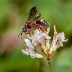 Nomada fervida by (c) Richard Stovall, some rights reserved (CC BY), uploaded by Richard Stovall. Used under a CC-BY license.