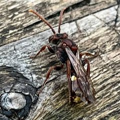 Nomada gracilis by (c) Jamie VanBuskirk, some rights reserved (CC BY), uploaded by Jamie VanBuskirk. Used under a CC-BY license.