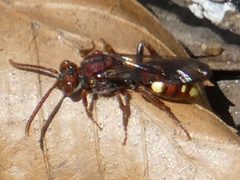 Nomada gracilis by no rights reserved, uploaded by Bruce Cook. Used under a CC0 license.