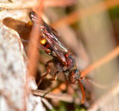 Nomada gracilis by (c) Bernie Paquette, some rights reserved (CC BY), uploaded by Bernie Paquette. Used under a CC-BY license.
