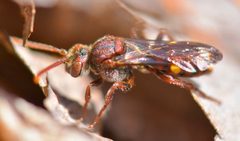 Nomada gracilis by (c) Bernie Paquette, some rights reserved (CC BY), uploaded by Bernie Paquette. Used under a CC-BY license.