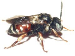 Epeoloides by (c) anonymous, some rights reserved (CC BY). Used under a CC-BY license.