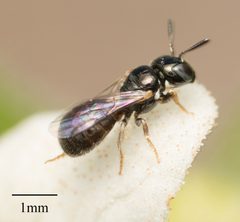 Ceratina arizonensis by no rights reserved, uploaded by Jesse Rorabaugh. Used under a CC0 license.