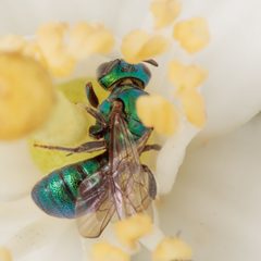 Ceratina cobaltina by (c) Victor Engel, some rights reserved (CC BY), uploaded by Victor Engel. Used under a CC-BY license.