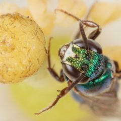 Ceratina cobaltina by (c) Victor Engel, some rights reserved (CC BY), uploaded by Victor Engel. Used under a CC-BY license.