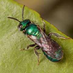 Ceratina cobaltina by (c) Victor Engel, some rights reserved (CC BY), uploaded by Victor Engel. Used under a CC-BY license.