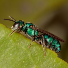 Ceratina cobaltina by (c) Victor Engel, some rights reserved (CC BY), uploaded by Victor Engel. Used under a CC-BY license.