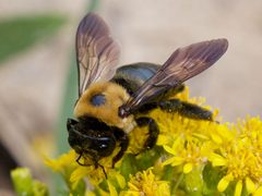 Xylocopa virginica by (c) Christopher Eliot, some rights reserved (CC BY), uploaded by Christopher Eliot. Used under a CC-BY license.