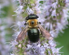 Xylocopa virginica by (c) Desiree Narango, some rights reserved (CC BY), uploaded by Desiree Narango. Used under a CC-BY license.
