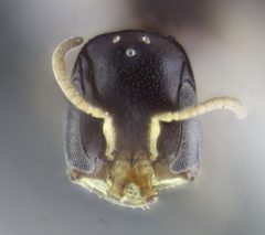 Ammoplanus by (c) Rafael Carbonell Font, some rights reserved (CC BY), uploaded by Rafael Carbonell Font. Used under a CC-BY license.