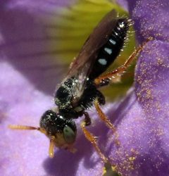 Perdita sexmaculata by (c) Catherine C. Galley, some rights reserved (CC BY), uploaded by Catherine C. Galley. Used under a CC-BY license.