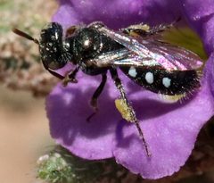 Perdita sexmaculata by (c) Catherine C. Galley, some rights reserved (CC BY), uploaded by Catherine C. Galley. Used under a CC-BY license.