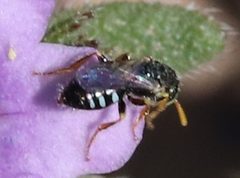 Perdita sexmaculata by (c) crseaquist, some rights reserved (CC BY), uploaded by crseaquist. Used under a CC-BY license.