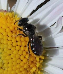 Perdita sexmaculata by (c) crseaquist, some rights reserved (CC BY), uploaded by crseaquist. Used under a CC-BY license.