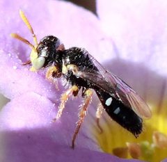Perdita sexmaculata by (c) Catherine C. Galley, some rights reserved (CC BY), uploaded by Catherine C. Galley. Used under a CC-BY license.