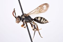 Nomada mutans by (c) Chris Ratzlaff, some rights reserved (CC BY), uploaded by Chris Ratzlaff. Used under a CC-BY license.