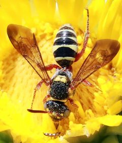 Nomada texana by (c) Catherine C. Galley, some rights reserved (CC BY), uploaded by Catherine C. Galley. Used under a CC-BY license.