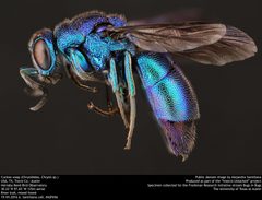 Chrysididae by no rights reserved, uploaded by Alejandro Santillana. Used under a CC0 license.