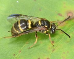 Argogorytes nigrifrons by (c) skitterbug, some rights reserved (CC BY), uploaded by skitterbug. Used under a CC-BY license.
