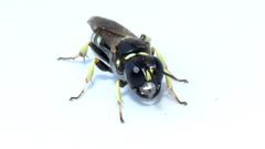 Crossocerus maculipennis by (c) Dan MacNeal, some rights reserved (CC BY), uploaded by Dan MacNeal. Used under a CC-BY license.