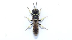 Crossocerus maculipennis by (c) Dan MacNeal, some rights reserved (CC BY), uploaded by Dan MacNeal. Used under a CC-BY license.
