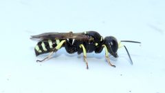 Crossocerus maculipennis by (c) Dan MacNeal, some rights reserved (CC BY), uploaded by Dan MacNeal. Used under a CC-BY license.