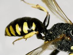 Lestica producticollis by (c) bdagley, some rights reserved (CC BY), uploaded by bdagley. Used under a CC-BY license.