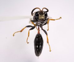 Pseneo punctatus by (c) Kyle Rossner, some rights reserved (CC BY), uploaded by Kyle Rossner. Used under a CC-BY license.