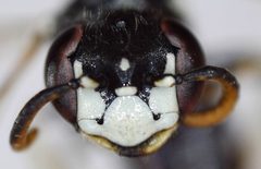 Philanthus politus by (c) bdagley, some rights reserved (CC BY), uploaded by bdagley. Used under a CC-BY license.