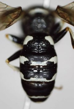 Philanthus politus by (c) bdagley, some rights reserved (CC BY), uploaded by bdagley. Used under a CC-BY license.