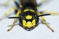 Philanthus solivagus by (c) Owen Strickland, some rights reserved (CC BY), uploaded by Owen Strickland. Used under a CC-BY license.