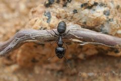 Camponotus anthrax by (c) Jonghyun Park, some rights reserved (CC BY), uploaded by Jonghyun Park. Used under a CC-BY license.