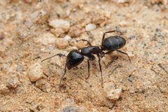 Camponotus anthrax by (c) Jonghyun Park, some rights reserved (CC BY), uploaded by Jonghyun Park. Used under a CC-BY license.