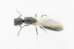 Colobopsis papago by (c) Jake Nitta, some rights reserved (CC BY), uploaded by Jake Nitta. Used under a CC-BY license.