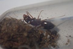 Lasius speculiventris by (c) Emmett Collins-Sussman, some rights reserved (CC BY), uploaded by Emmett Collins-Sussman. Used under a CC-BY license.