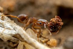 Cyphomyrmex flavidus by (c) Jake Nitta, some rights reserved (CC BY), uploaded by Jake Nitta. Used under a CC-BY license.