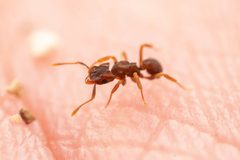 Cyphomyrmex flavidus by (c) Jake Nitta, some rights reserved (CC BY), uploaded by Jake Nitta. Used under a CC-BY license.