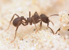 Mycetomoellerius by no rights reserved, uploaded by Philipp Hoenle. Used under a CC0 license.