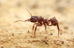 Mycetomoellerius by no rights reserved, uploaded by Philipp Hoenle. Used under a CC0 license.