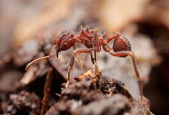 Mycetomoellerius by no rights reserved, uploaded by Philipp Hoenle. Used under a CC0 license.