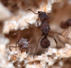 Mycetomoellerius by (c) Blake Bringhurst, some rights reserved (CC BY), uploaded by Blake Bringhurst. Used under a CC-BY license.