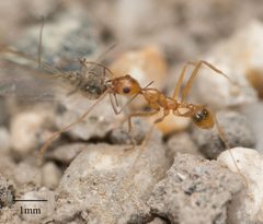 Pheidole vistana by no rights reserved, uploaded by Jesse Rorabaugh. Used under a CC0 license.